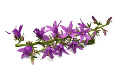 Beyaz arka plan üzerinde izole mavi çan çiçekleri. Düz yatıyordu, en iyi görünümü