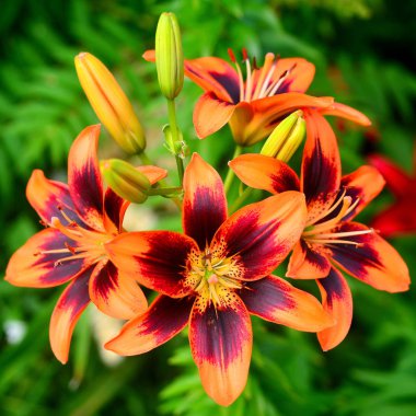 Lily çiçek tomurcukları yeşil bir arka plan üzerine bahçede