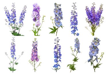 Koleksiyon güzel beyaz zemin üzerine mavi dolphinium çiçek izole. Düz yatıyordu, en iyi görünüm. Çiçek desenli, nesne. Doğa kavramı