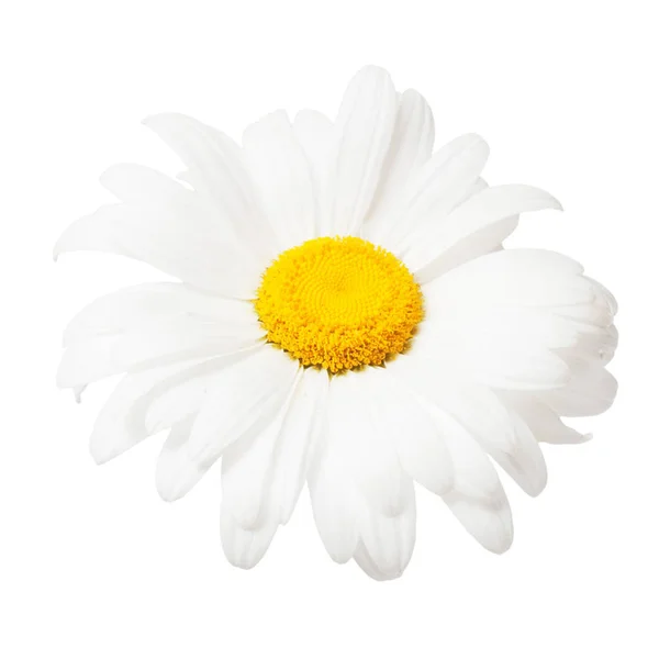 Une Fleur Marguerite Blanche Isolée Sur Fond Blanc Couché Plat — Photo