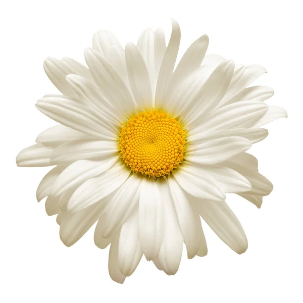 One White Daisy Flower Isolated White Background Flat Lay Top — Stock Photo, Image