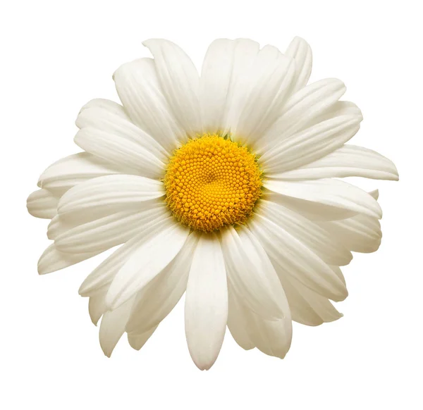 Een Witte Margriet Bloemen Geïsoleerd Een Witte Achtergrond Plat Lag — Stockfoto