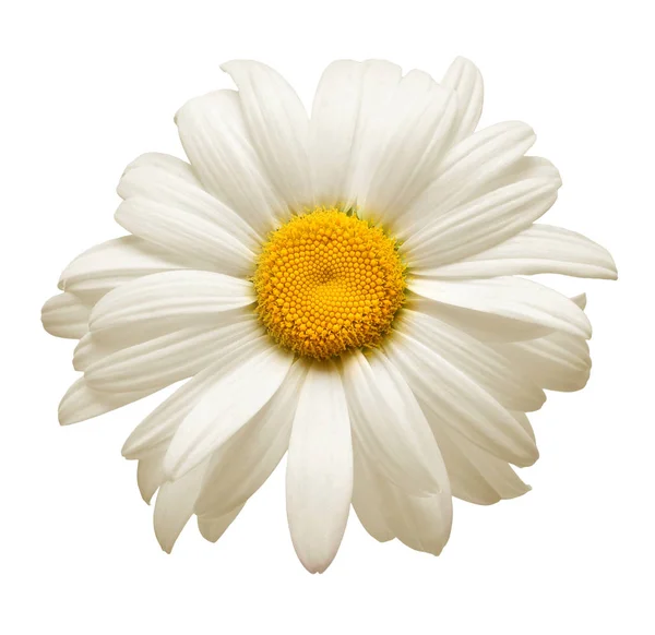 One White Daisy Flower Isolated White Background Flat Lay Top — Stock Photo, Image