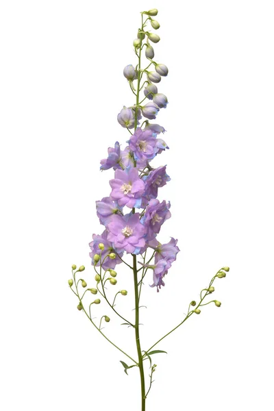 美しい紫のデルフィ ニウムの花が白い背景で隔離 フラット横たわっていた トップ ビュー オブジェクト 性質の概念 — ストック写真