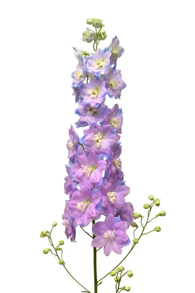 美しい紫のデルフィ ニウムの花が白い背景で隔離 フラット横たわっていた トップ ビュー オブジェクト 性質の概念 — ストック写真