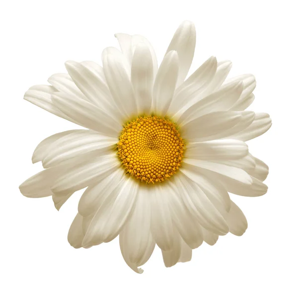 One White Daisy Flower Isolated White Background Flat Lay Top — Stock Photo, Image