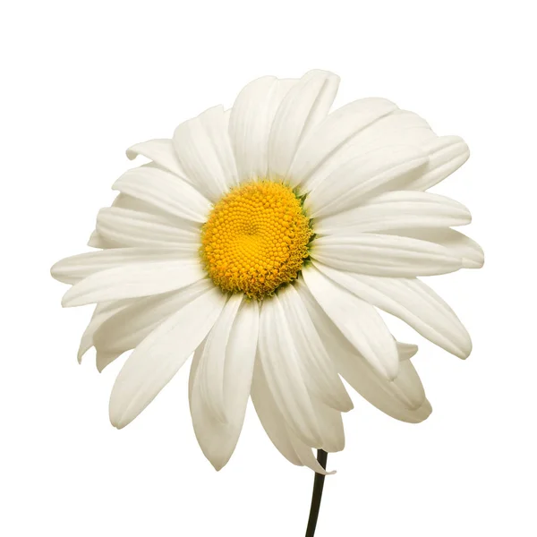Один Белый Цветок Маргаритки Изолирован Белом Фоне Квартира Лежала Вид — стоковое фото