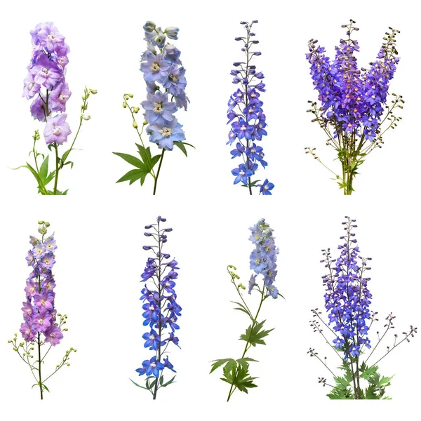 Koleksiyon güzel beyaz zemin üzerine mavi dolphinium çiçek izole. Düz yatıyordu, en iyi görünüm. Çiçek desenli, nesne. Doğa kavramı