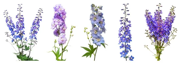 Koleksiyon güzel beyaz zemin üzerine mavi dolphinium çiçek izole. Düz yatıyordu, en iyi görünüm. Çiçek desenli, nesne. Doğa kavramı