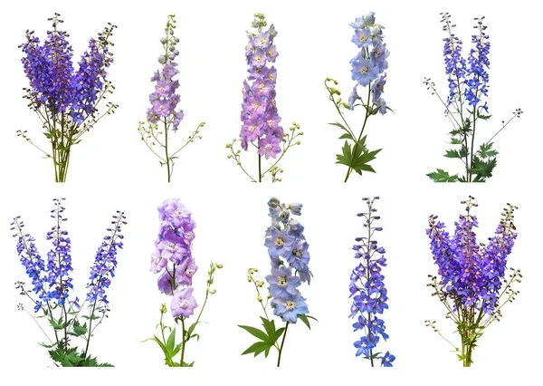 Koleksiyon güzel beyaz zemin üzerine mavi dolphinium çiçek izole. Düz yatıyordu, en iyi görünüm. Çiçek desenli, nesne. Doğa kavramı
