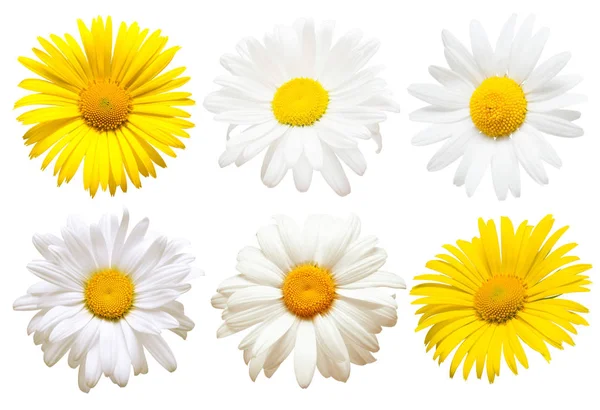 Collection Creative Daisies Flowers Isolated White Background Flat Lay Top — Stock Photo, Image