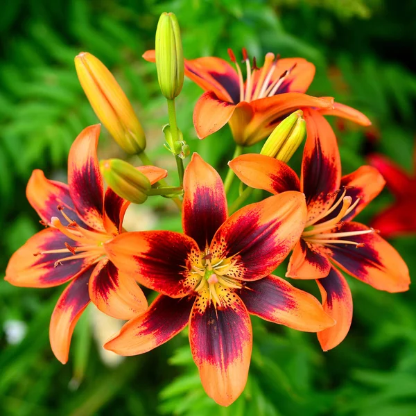 Lily çiçek tomurcukları yeşil bir arka plan üzerine bahçede