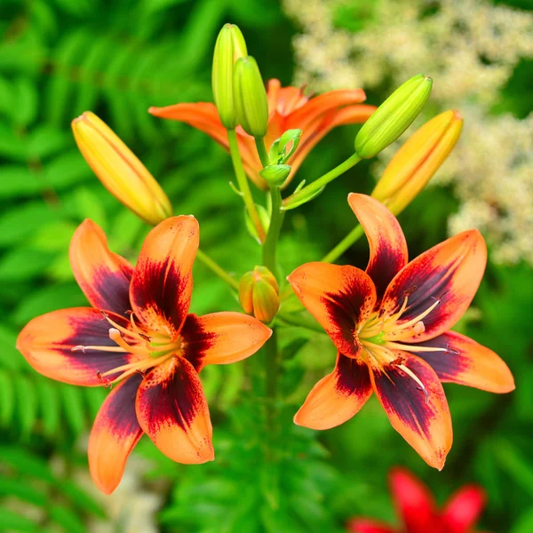 Lily Flor Com Botões Jardim Fundo Verde — Fotografia de Stock