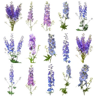 Koleksiyon güzel beyaz zemin üzerine mavi dolphinium çiçek izole. Düz yatıyordu, en iyi görünüm. Çiçek desenli, nesne. Doğa kavramı