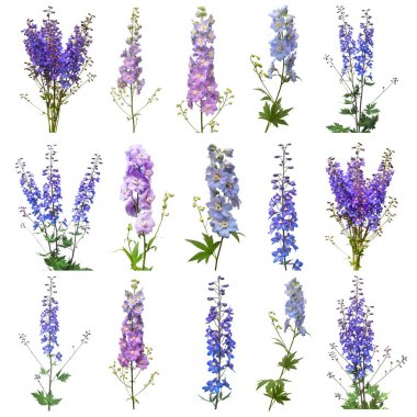 Koleksiyon güzel beyaz zemin üzerine mavi dolphinium çiçek izole. Düz yatıyordu, en iyi görünüm. Çiçek desenli, nesne. Doğa kavramı