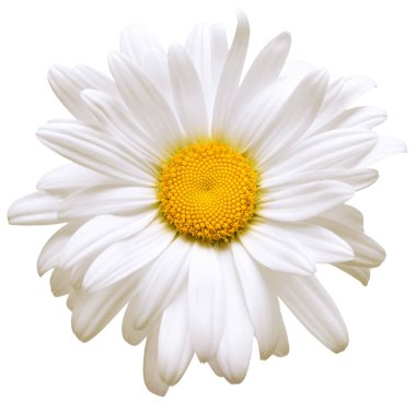 Beyaz arka plan üzerinde izole bir beyaz papatya çiçek. Düz yatıyordu, en iyi görünüm. Çiçek desenli, nesne