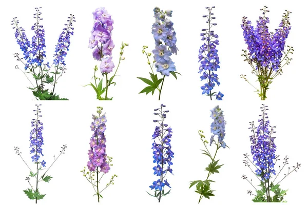 Kolekce Krásných Květin Modrá Dolphinium Izolovaných Bílém Pozadí Pohled Ploché — Stock fotografie