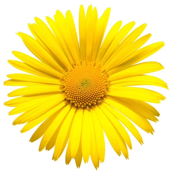 Gele Daisy Geïsoleerd Een Witte Achtergrond Kaart Van Bloemen Plat — Stockfoto