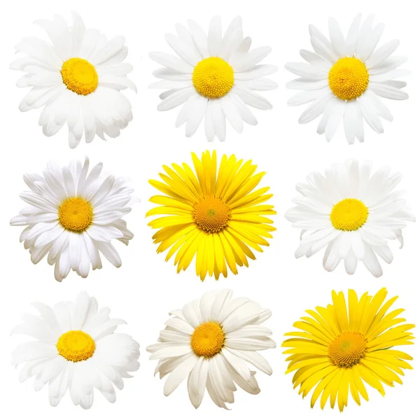 Collectie Van Creatieve Madeliefjes Bloemen Geïsoleerd Een Witte Achtergrond Plat — Stockfoto