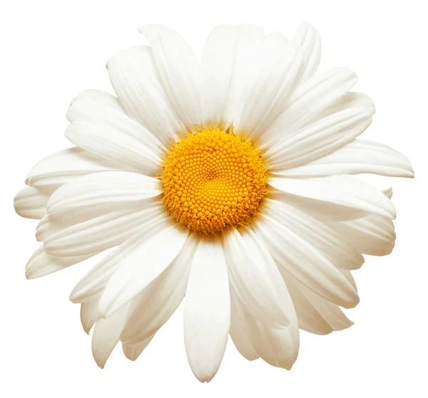 Uma Flor Margarida Branca Isolada Fundo Branco Deitado Plano Vista — Fotografia de Stock