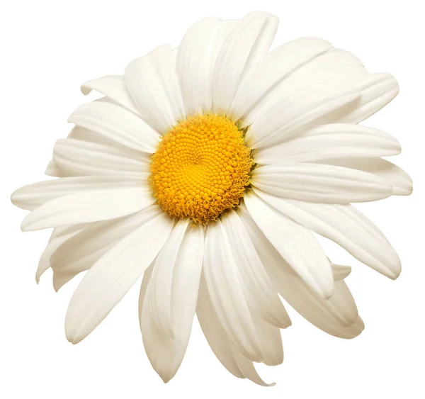 Une Fleur Marguerite Blanche Isolée Sur Fond Blanc Couché Plat — Photo