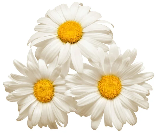 Ramo Flores Margarita Blanca Aislada Sobre Fondo Blanco Asiento Plano —  Fotos de Stock