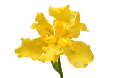 Beyaz arka plan üzerinde izole güzel sarı Iris çiçeği. Paskalya. Yaz. Bahar. Düz yatıyordu, en iyi görünüm. Seviyorum. Sevgililer günü