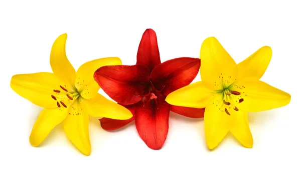 Lys Jaune Rouge Isolé Sur Fond Blanc Les Fleurs Ressemblent — Photo