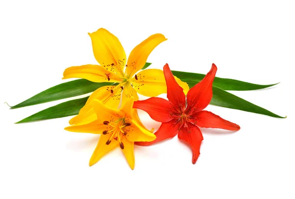 Yellow Red Lily Leaf Isolated White Background Flowers Resembles Starfish — Stock Photo, Image