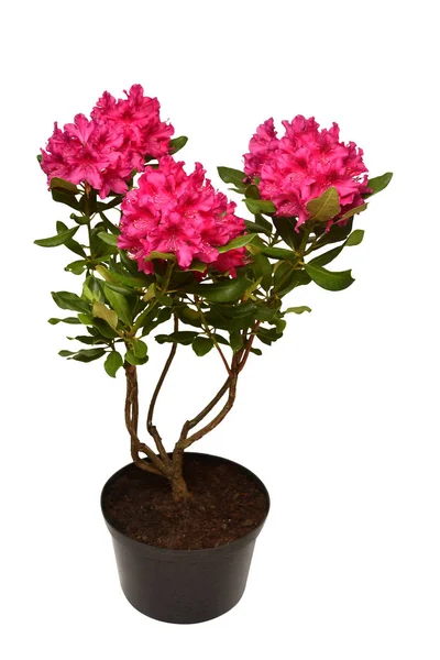 Rosa Blomma Rhododendron Bush Pott Som Isolerad Vit Bakgrund Platt — Stockfoto