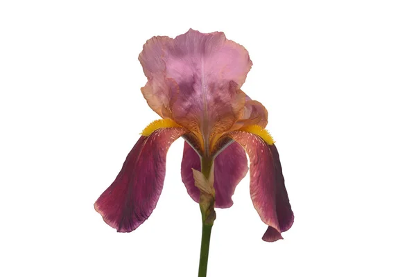 Vackra Rosa Iris Blomma Isolerad Vit Bakgrund Påsk Sommaren Våren — Stockfoto