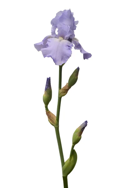 Blommande Iris Blomma Isolerad Vit Bakgrund Sommaren Våren Platt Lekmanna — Stockfoto