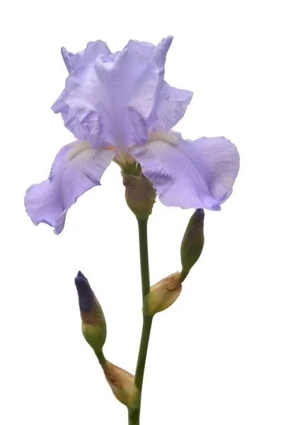 Fleur Iris Fleurs Isolée Sur Fond Blanc Été Printemps Couché — Photo