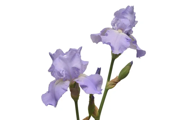 Blommande Iris Blomma Isolerad Vit Bakgrund Sommaren Våren Platt Lekmanna — Stockfoto