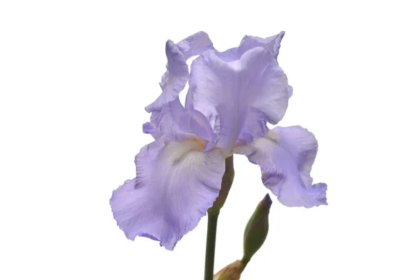 Virágzó Irisz Elszigetelt Fehér Background Nyári Tavaszi Lapos Feküdt Felső — Stock Fotó
