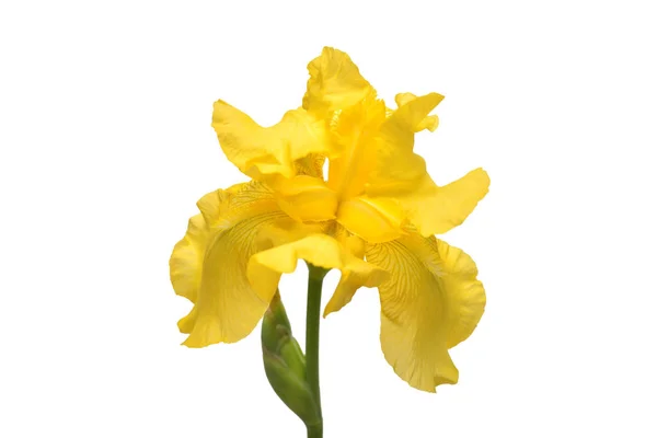 Bellissimo Fiore Iris Giallo Isolato Sfondo Bianco Pasqua Estate Primavera — Foto Stock