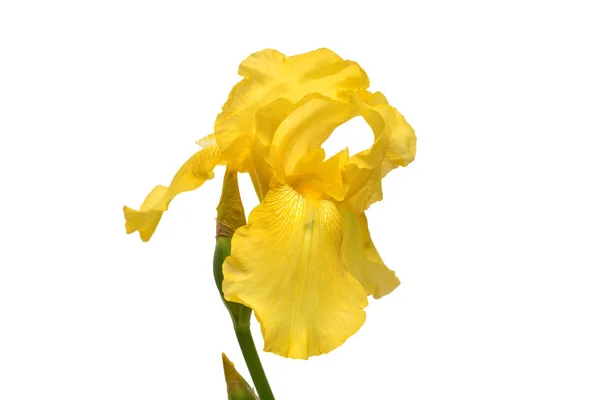 Bellissimo Fiore Iris Giallo Isolato Sfondo Bianco Pasqua Estate Primavera — Foto Stock