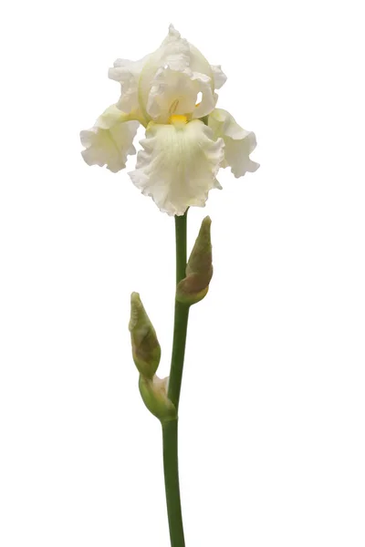 Iris Fleur Isolée Sur Fond Blanc Pâques Été Printemps Couché — Photo
