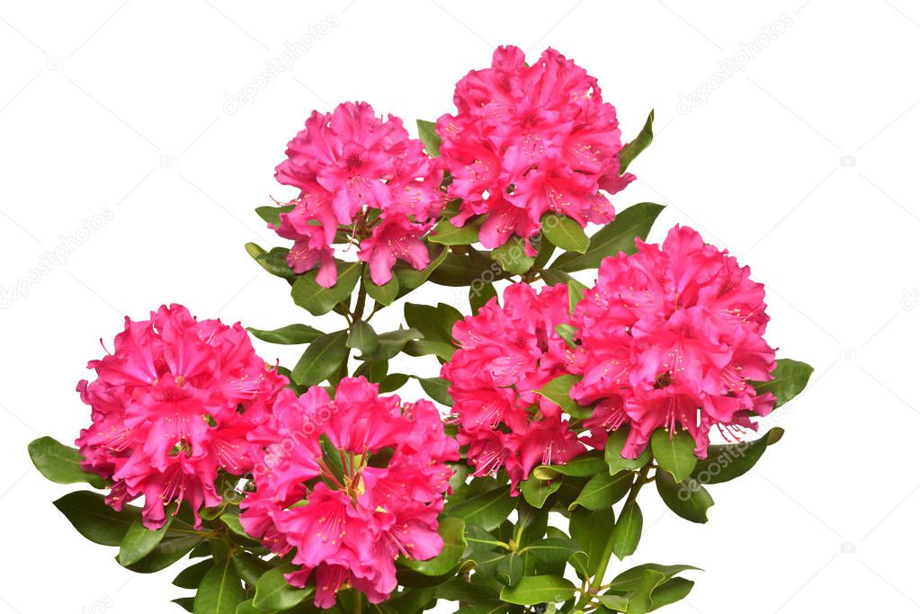 Pink flower of rhododendron bush isolated on white background. Flat lay, top view. Object, studio, floral pattern