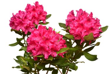 Pink flower of rhododendron bush isolated on white background. Flat lay, top view. Object, studio, floral pattern clipart