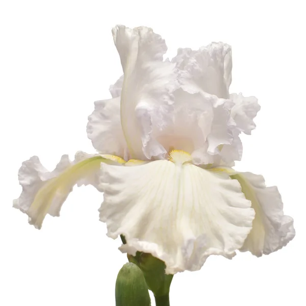Bunga Iris Terisolasi Pada Latar Belakang Putih Paskah Musim Panas — Stok Foto