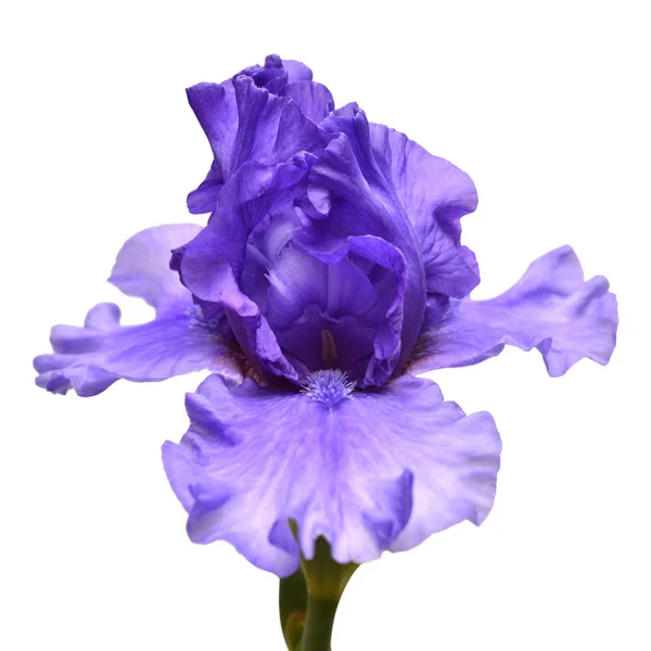 Fleur Iris Fleurs Isolée Sur Fond Blanc Été Printemps Couché — Photo