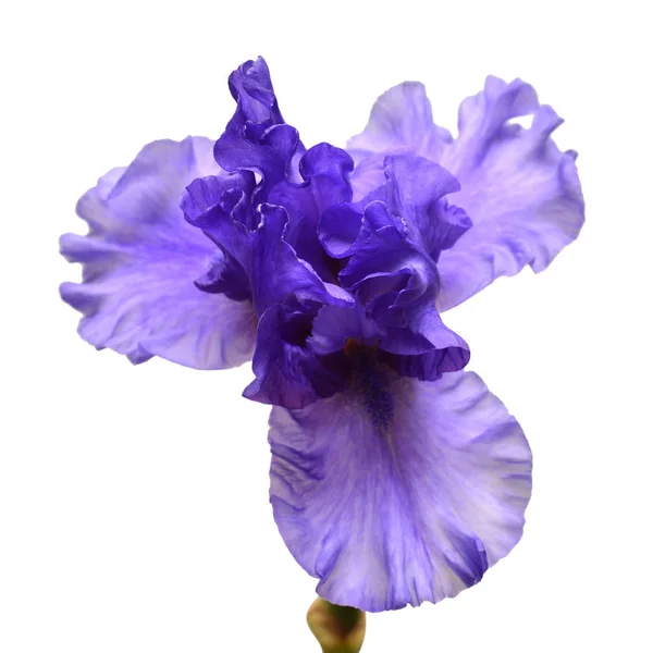 Květ Rozpuku Iris Izolovaných Bílém Pozadí Létě Jaro Pohled Ploché — Stock fotografie