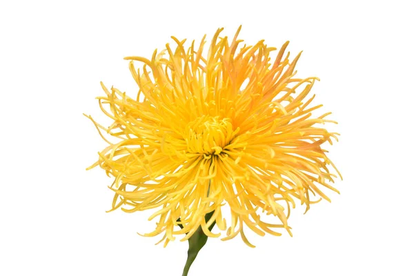 Желтый Цветок Хризантемы Выделен Белом Фоне Цветочный Узор Объект Плоский — стоковое фото