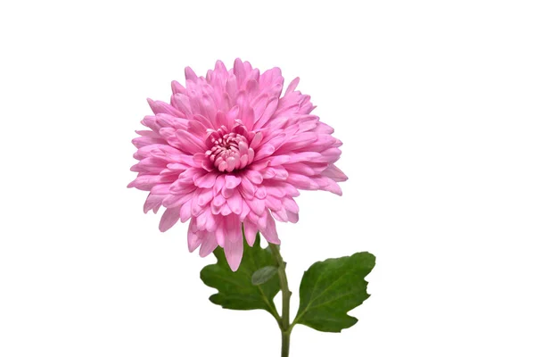 粉红色菊花在白色的背景上被分离出来 花形图案 平躺在地上 俯瞰四周 — 图库照片