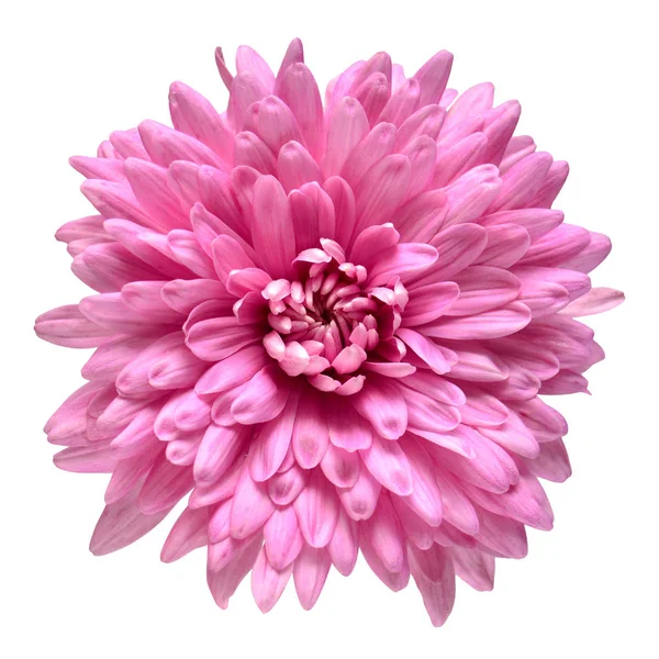 Pink Chrysanthemum Flower Isolated White Background Floral Pattern Object Flat — Stock Photo, Image