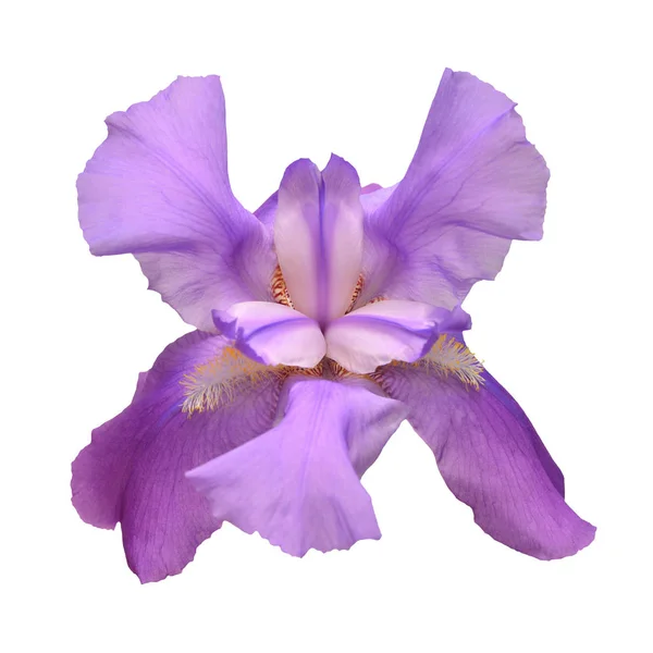 Fioritura Fiore Iris Viola Isolato Sfondo Bianco Estate Primavera Posa — Foto Stock