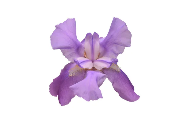 Blühende Violette Iris Blume Isoliert Auf Weißem Hintergrund Sommer Frühling — Stockfoto