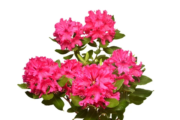 Pink Flower Rhododendron Bush Isolated White Background Flat Lay Top — Stock Photo, Image