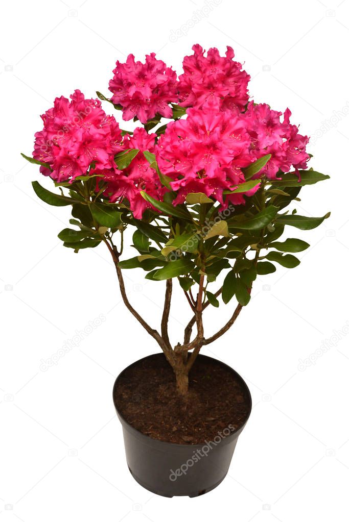 Pink flower of rhododendron bush in a pot isolated on white background. Flat lay, top view. Object, studio, floral pattern